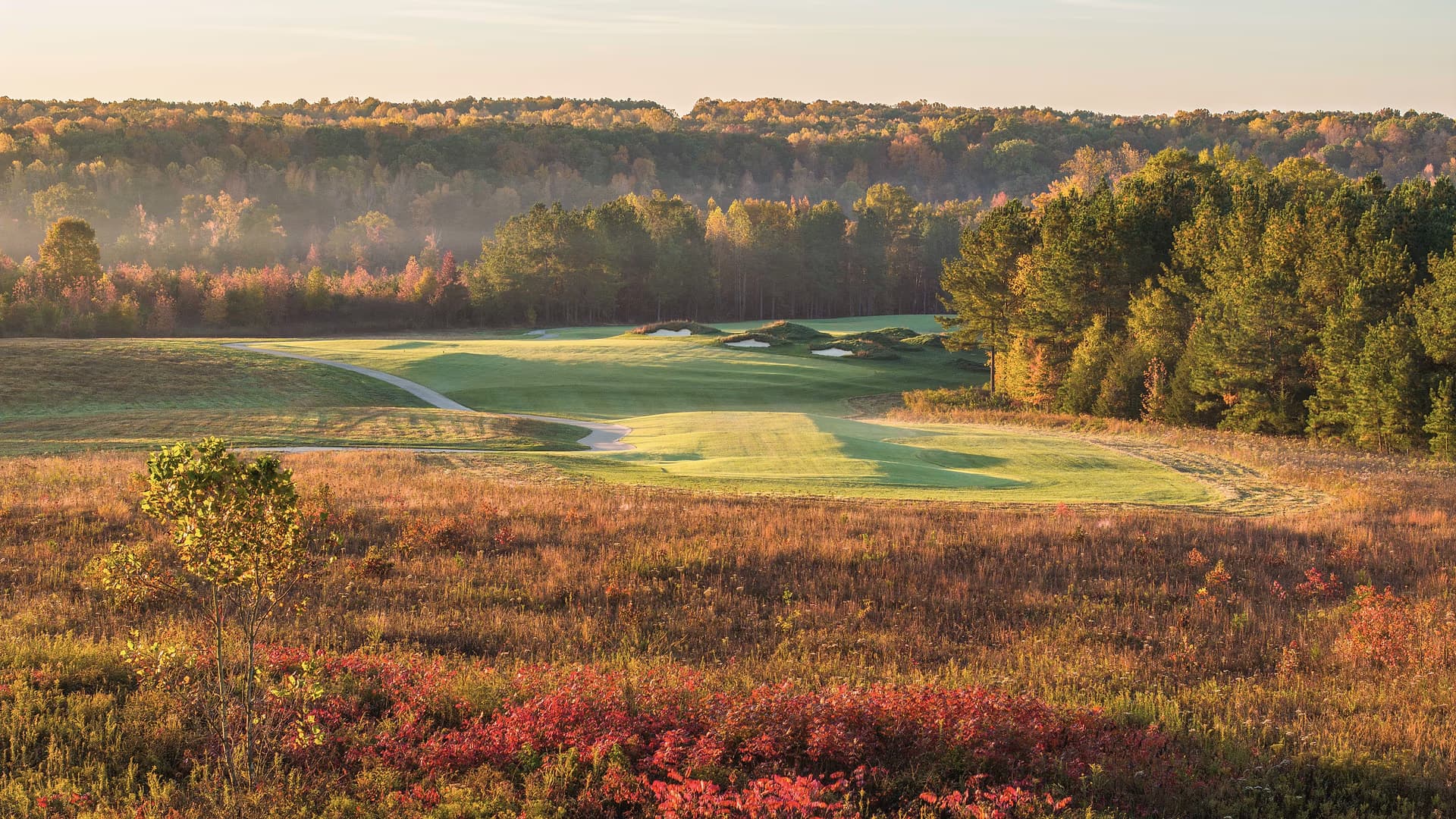 Autumn morning at Cutalong, with a green and bunkers beyond a rust-colored native grass foreground and misty treeline.